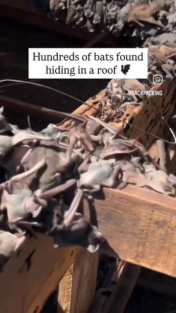 scene_output.mp4