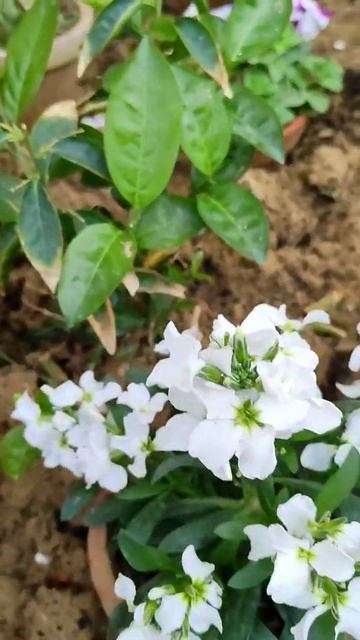 Stock Flowering Plant, Beautiful Stock Flower Plant, KK Home Gardening, Gardening at home, Shorts