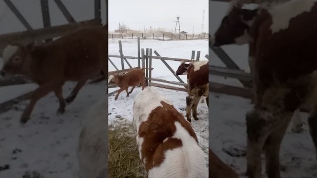 Умка на прогулке/Пару слов о Милке