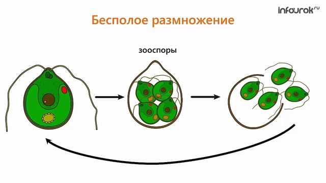 36. Способы размножение растений. Размножение споровых растений