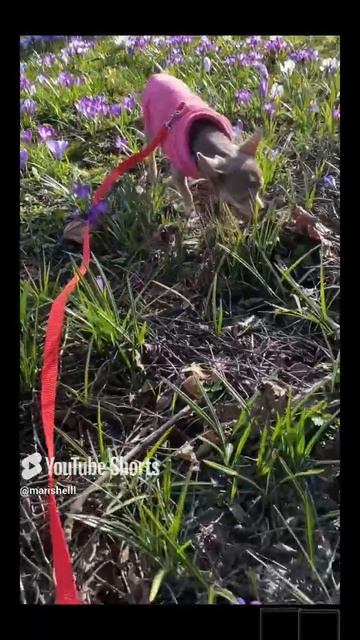 На поляне крокусов. 8 Марта!