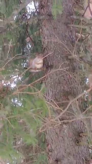 Белка 🐿️ толстая Белка  #слава10rus #толстая #Белка #город #лес #влесу