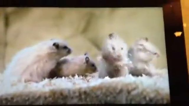 Самый Лучший Фильм