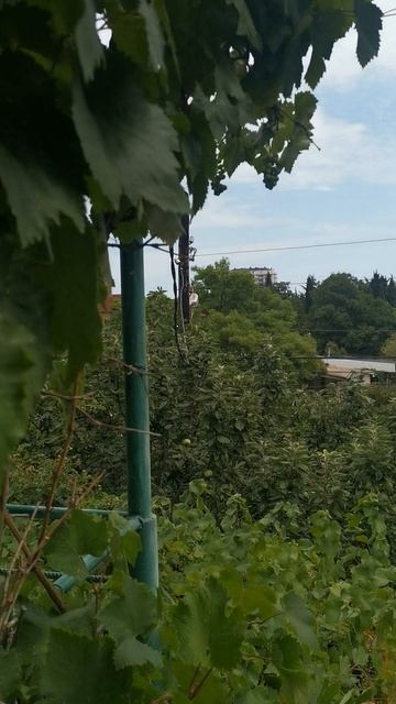 VID_20220725_134756