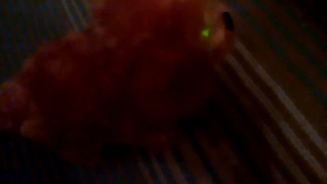 Новая собачка Лака!!! Класс! Следующая серия выйдет с ним!!! Ставь лайк если нравиться собачка!!!!!