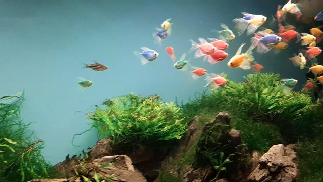 09-03-2025 акванариум г. Рязань. прекрасное место отдыха