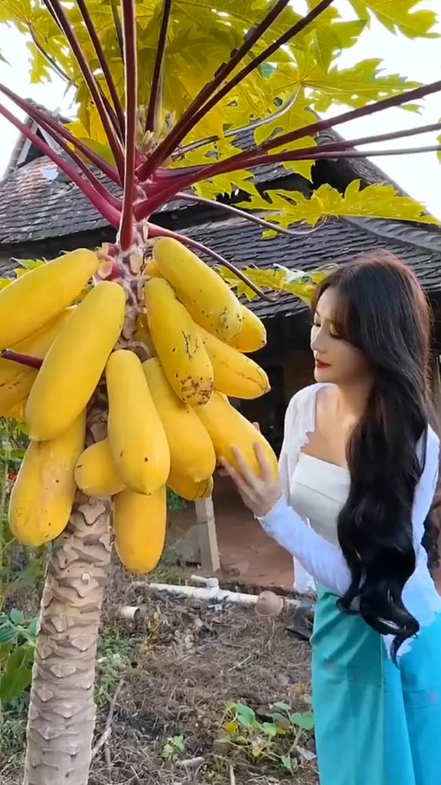 🥭Девушка собирает экзотические фрукты! #shorts #garden #советы