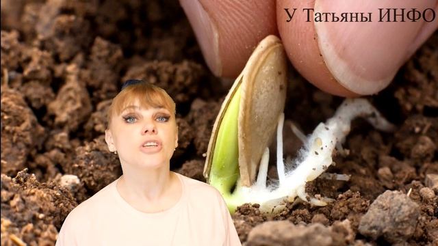 КАБАЧКИ! Соблюдая ЭТИ правила ТЫ получишь ГИГАНТСКИЙ урожай КАБАЧКОВ!!!