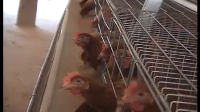 FAUZEE FARMS AD