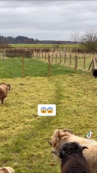 баран есть баран