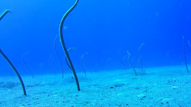 Diving the Big Island, and Octopus