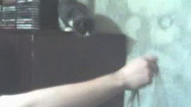 Кошка Маня