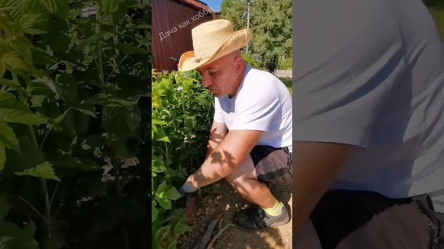 Бочки. Малина. Удобрение. Часть 1.
