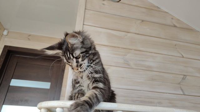 VID_20250309001508.mp4