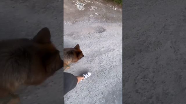 Как научить собаку не тянуть поводок !
Если полезно , пишите комменты , ставьте ❤️😘