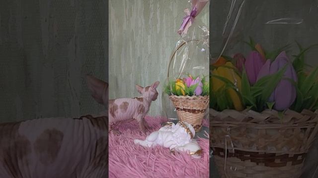 Сфинкс. Рыжее солнышко