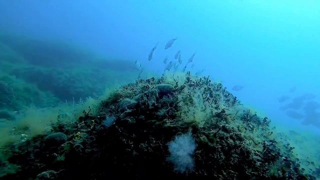 Scuba Girls - Perfect Buoyancy 2019