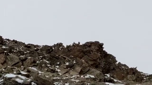 The Caucasian turs in the wild, March 25, 2017. The North Caucasus, Russia.