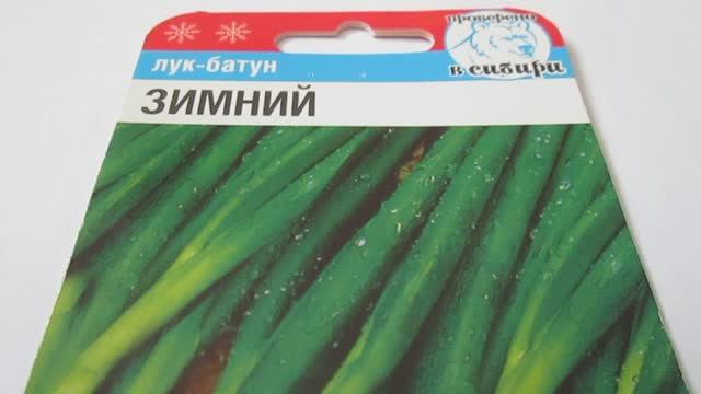 Лук  Зимний  Семена
