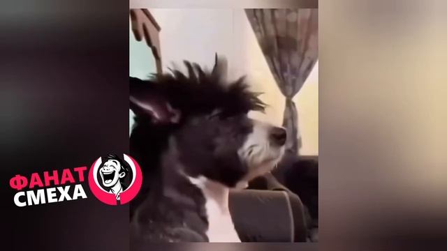 Смешная видео нарезка, юмор, прикол, смеяка
