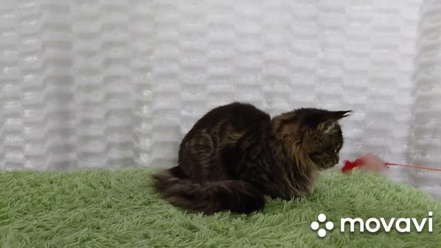 Кот породы Мейн кун 1