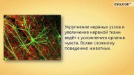 53. Нервная система. Рефлекс. Инстинкт