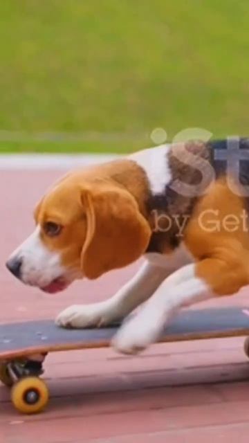Beagle dog kick the skateboard and rides in park. #viral #video #youtubeshorts