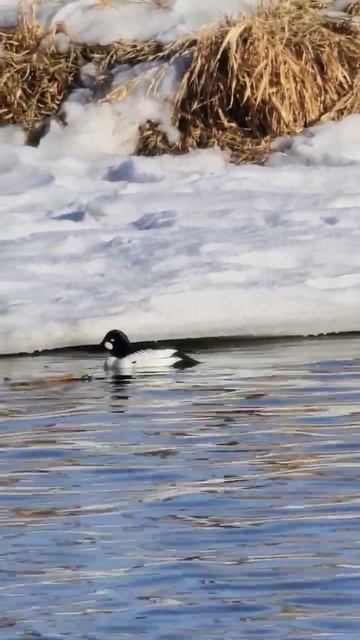 Barrows Goldeneye 😍 #nature #birds #photography
