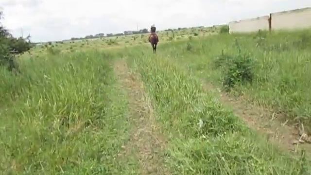 Ох уж эти коровы в кустах!!!