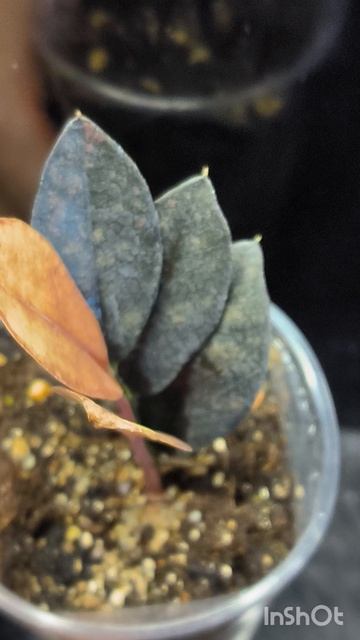 Zamioculcas Black Pink Orange
