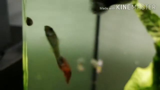 The Noob Tank | Types of Guppies