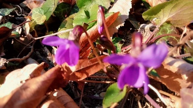 Новомихайловский 09.03.25  весна на подходе 🌱