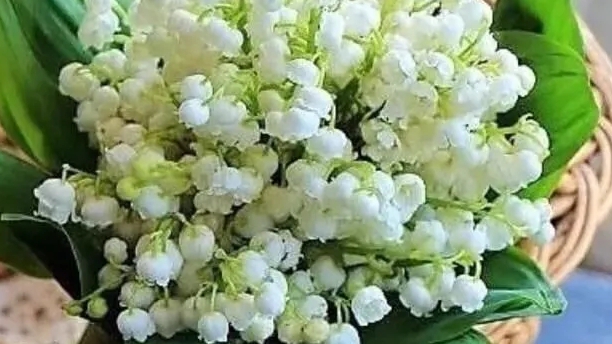 Беззаветная любовь .