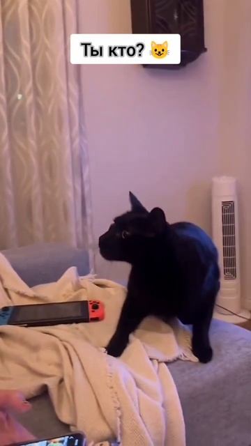 котик в шоке