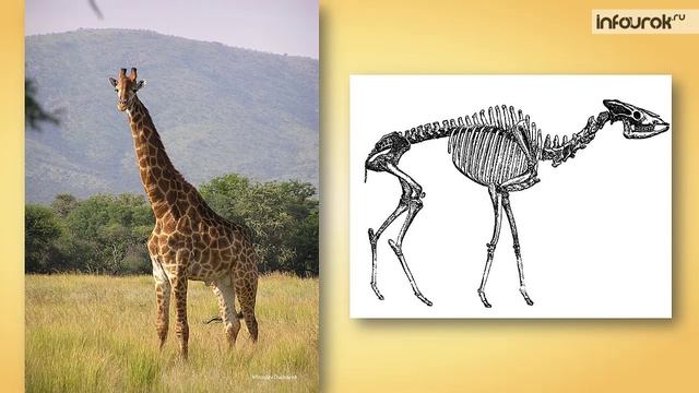 43. Класс млекопитающие. Отряды Парнокопытные, Непарнокопытные
