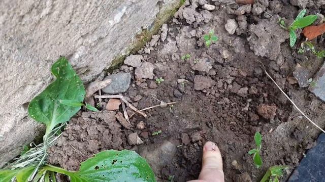 Одуванчик не вырос. Комментарии излишни