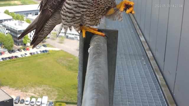 PEREGRINE FALCON - LIVE Nesting Camera - 2022 - 4 Young Birds Born in Netherlands