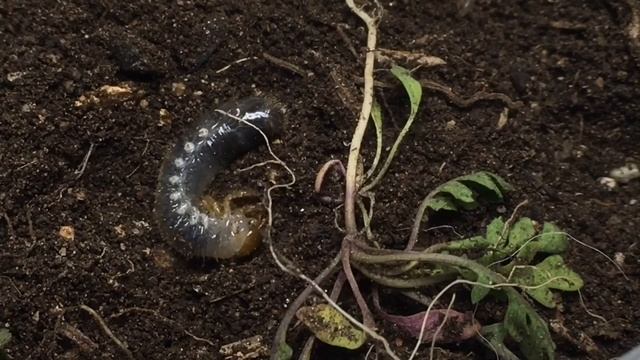 Masked Chafer Larva- Backyard Insect Adventure