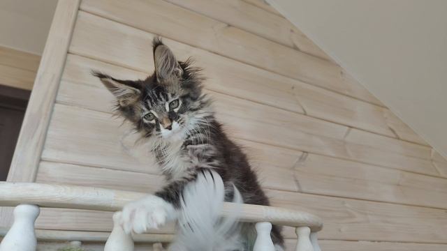 VID_20250309010247.mp4