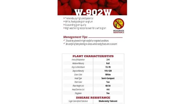 W 902W   Hybrid Grain Sorghum