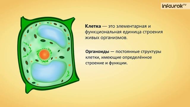 3. Строение клетки
