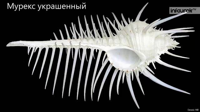 17. Тип Моллюски. Класс Брюхоногие молюски