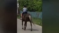 Лутшая лошадь
