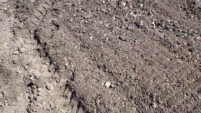 Самый лучший способ ликвидации медведки.
