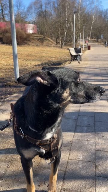 Рокки VS Прокрастинация