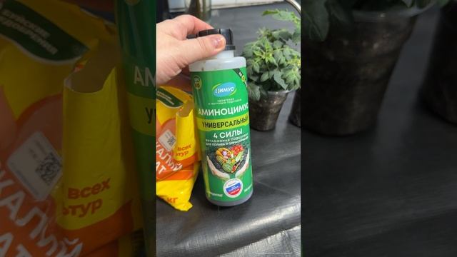 Рассада ТОМАТОВ никогда не вытягивается, если делать ТАК! #garden #рассада #огород #garden #томаты