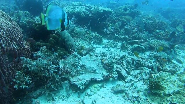 Komodo diving trip