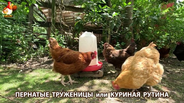Куры несушки свободного выгула и их обычная куриная рутина – эпизод (82)