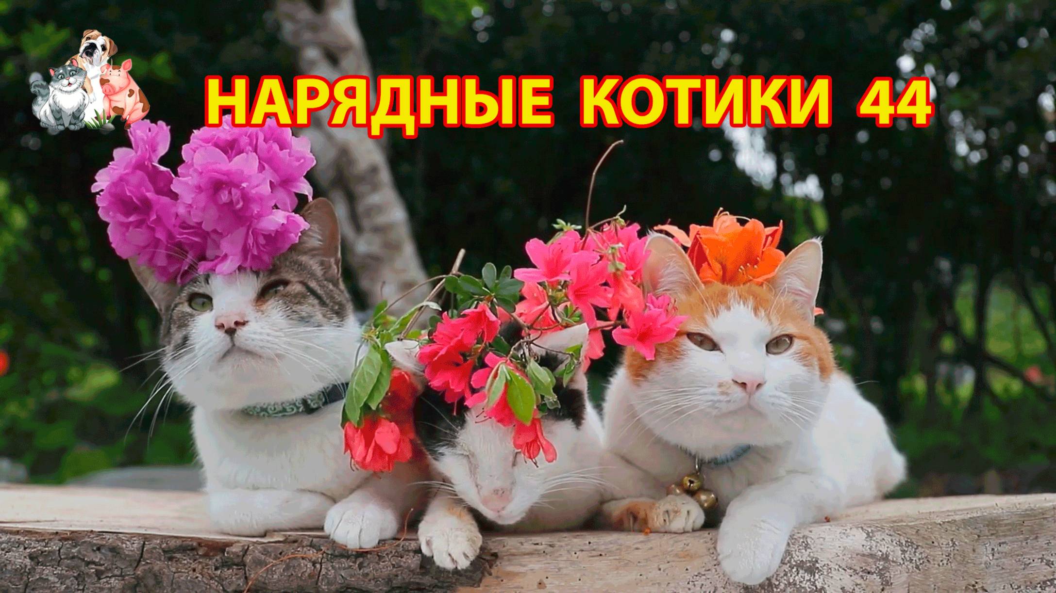 Нарядные Котики расслабляются на солнышке 🌞 🐈🐈⬛🐈 (44)