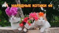 Нарядные Котики расслабляются на солнышке 🌞 🐈🐈⬛🐈 (44)